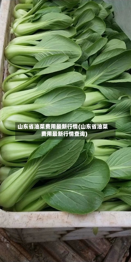山东省油菜费用最新行情(山东省油菜费用最新行情查询)