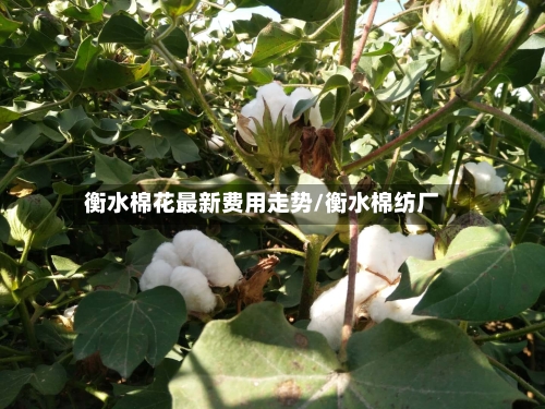 衡水棉花最新费用走势/衡水棉纺厂-第2张图片