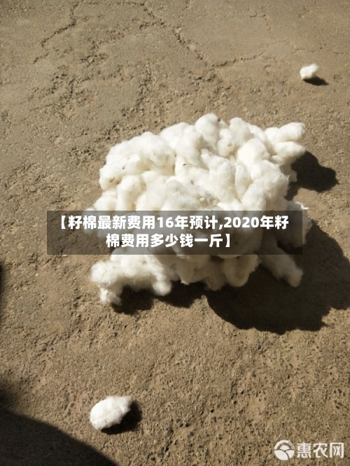 【籽棉最新费用16年预计,2020年籽棉费用多少钱一斤】-第1张图片