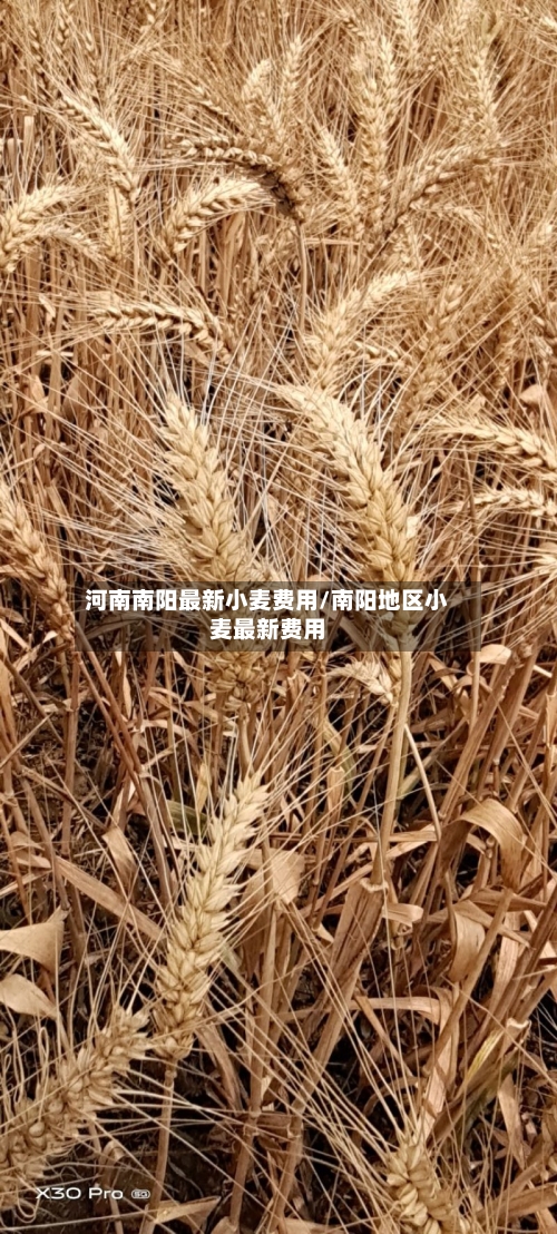 河南南阳最新小麦费用/南阳地区小麦最新费用-第2张图片