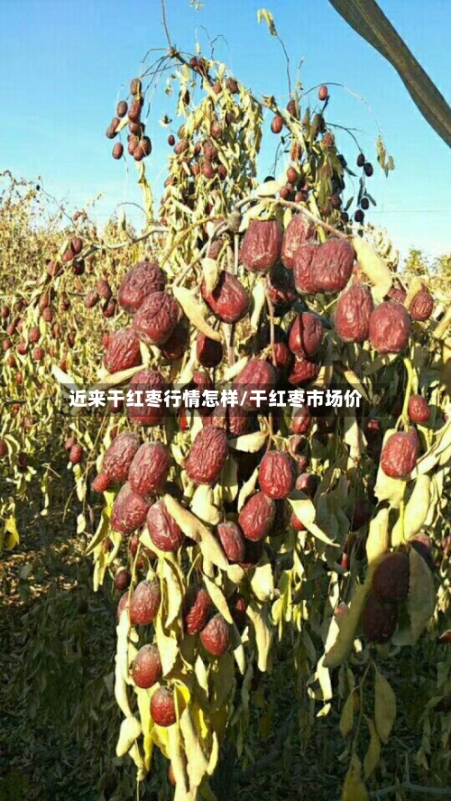 近来干红枣行情怎样/干红枣市场价-第1张图片