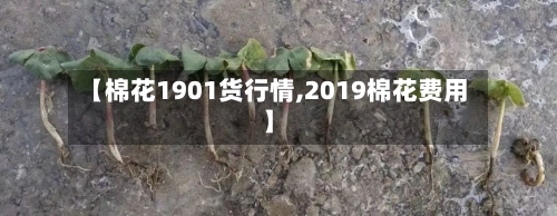 【棉花1901货行情,2019棉花费用】-第3张图片